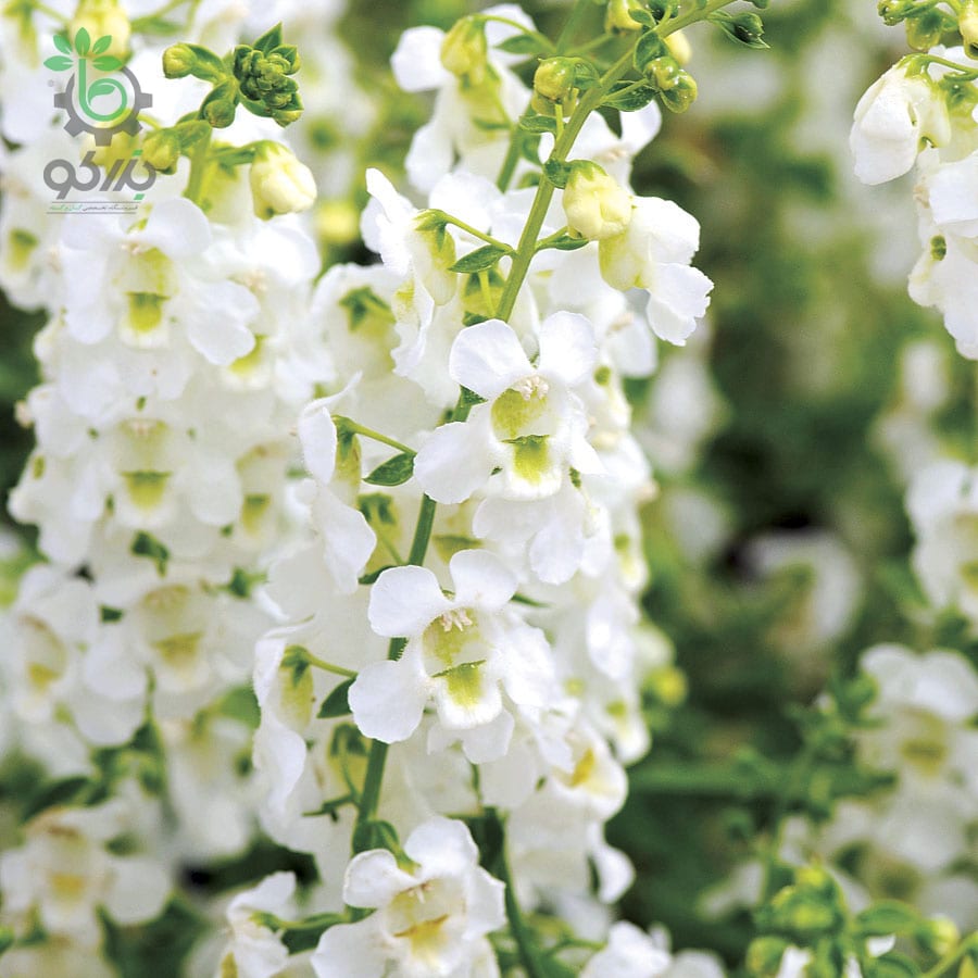 بذر گل آنجلونیا سرنیتا رنگ سفید شرکت پن آمریکن